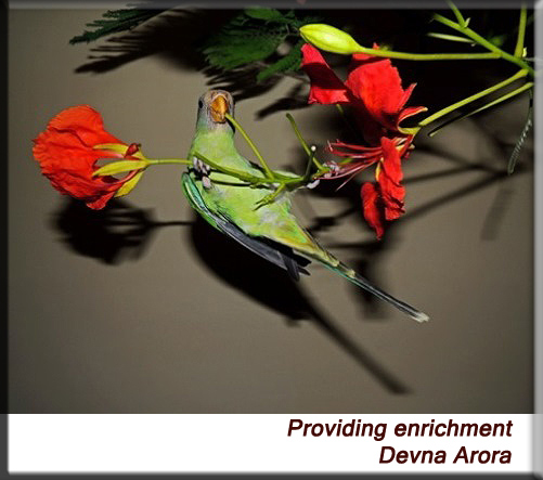 Devna Arora - Habitat enrichment